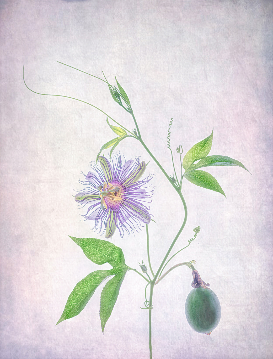 Passion Fruit Poster och Canvastavla