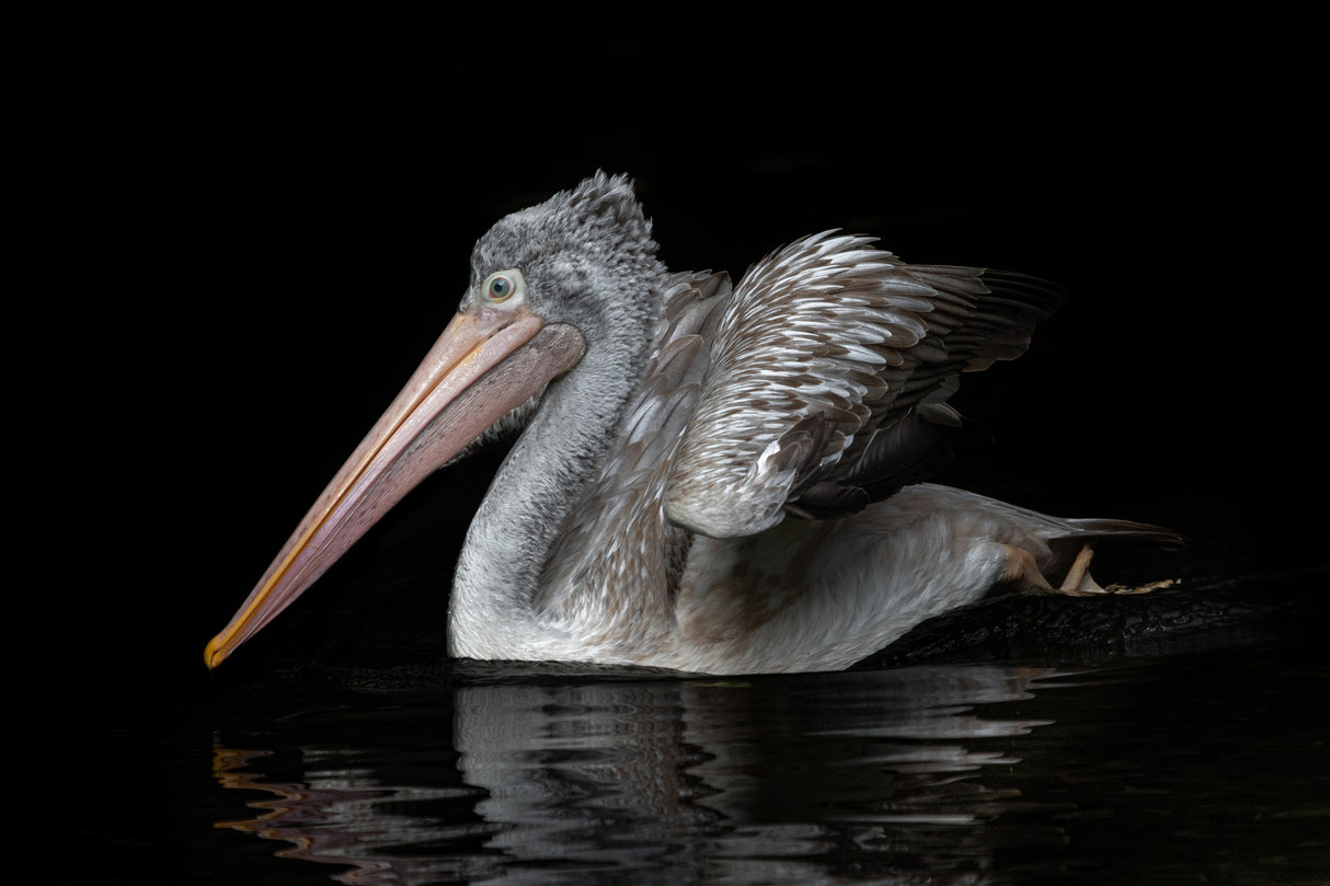 Pelecanus philippensis Poster och Canvastavla