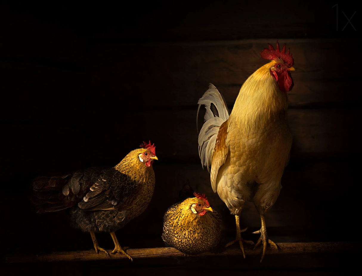 Farm animals Poster och Canvastavla