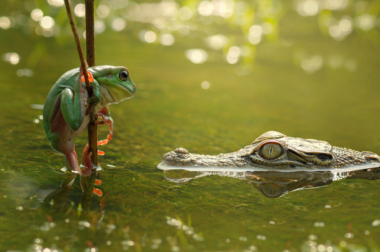 Frog and Crocodile Poster och Canvastavla