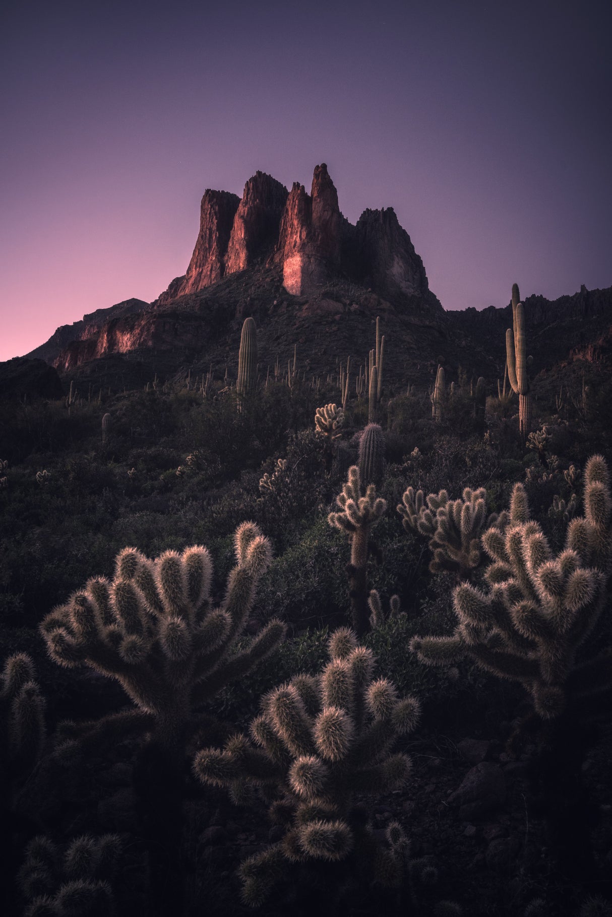 Wild Southwest Poster och Canvastavla