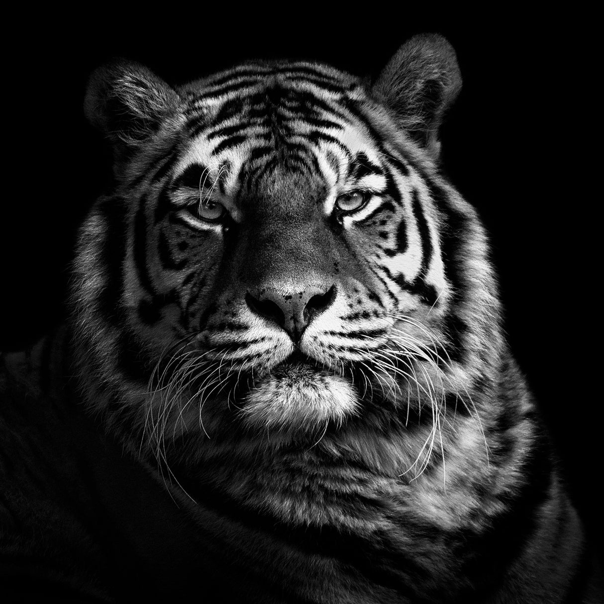 Tiger Poster och Canvastavla