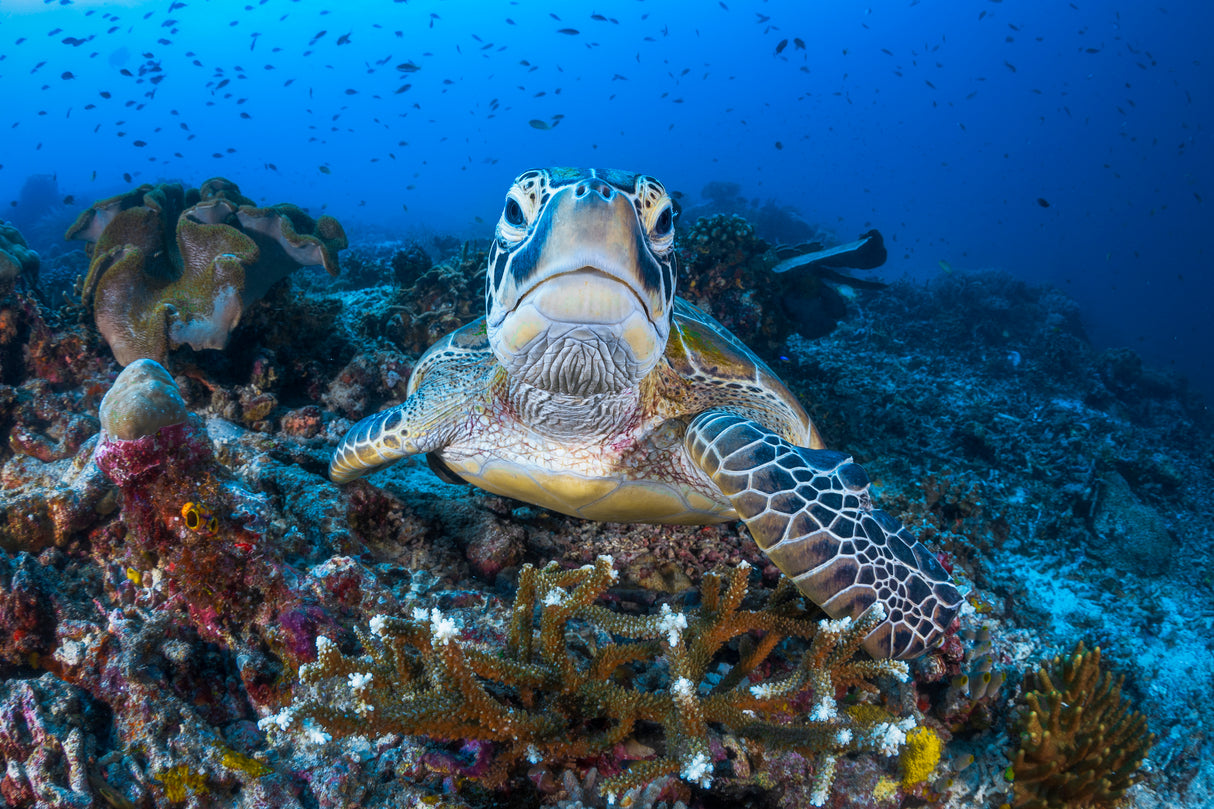 Face to face with a green turtle Poster och Canvastavla