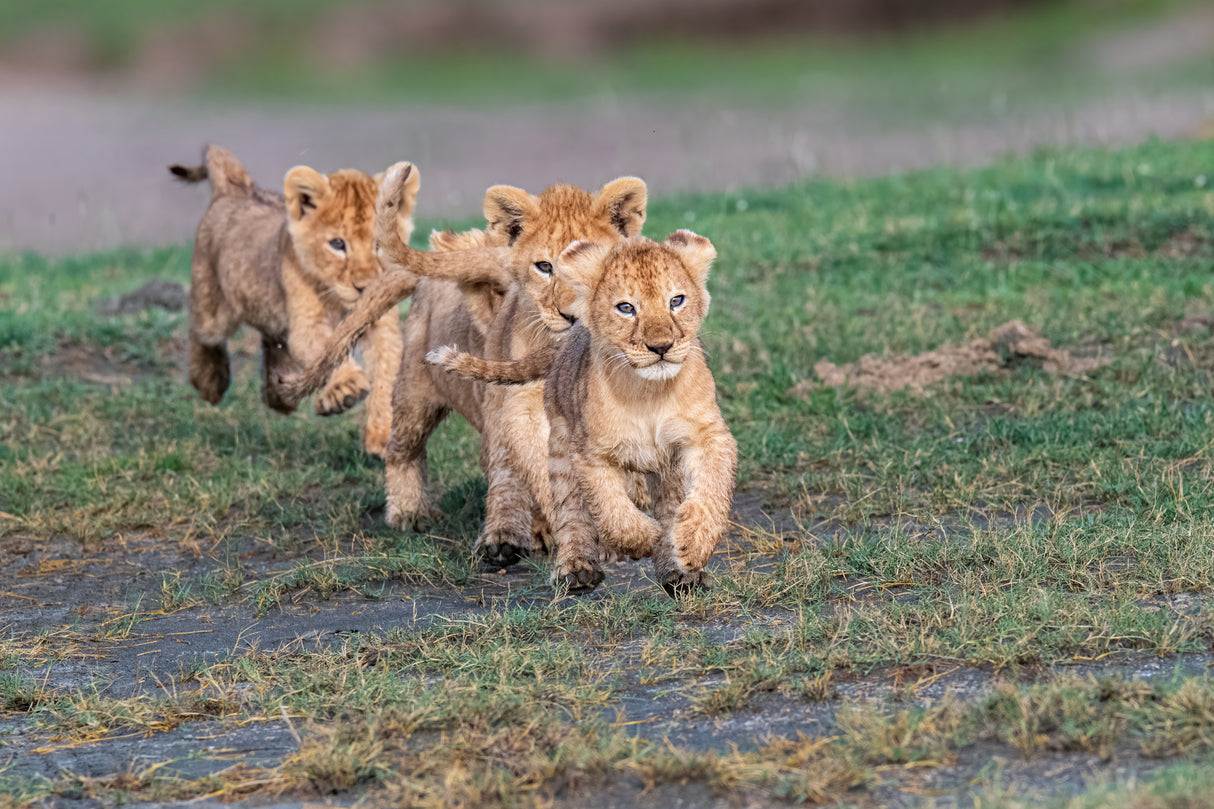 Follow the leader? Poster och Canvastavla