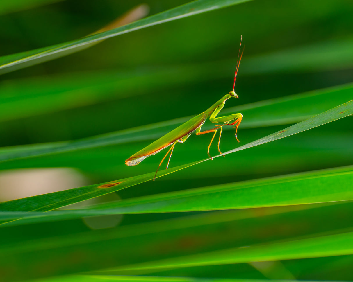 Mantis Poster och Canvastavla