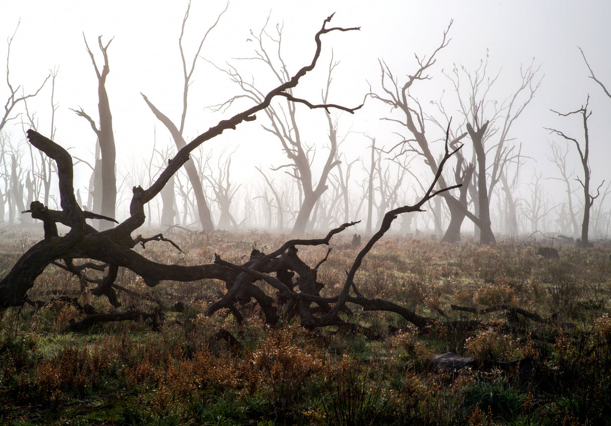 Morning Fog Poster och Canvastavla