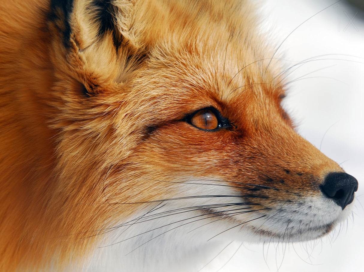 Red Fox Poster och Canvastavla