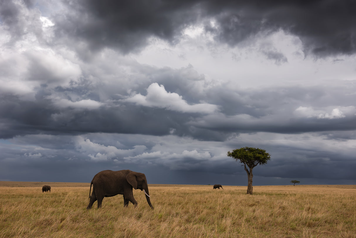 African sky Poster och Canvastavla