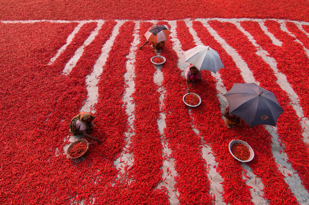 Red Chilies Pickers Poster och Canvastavla