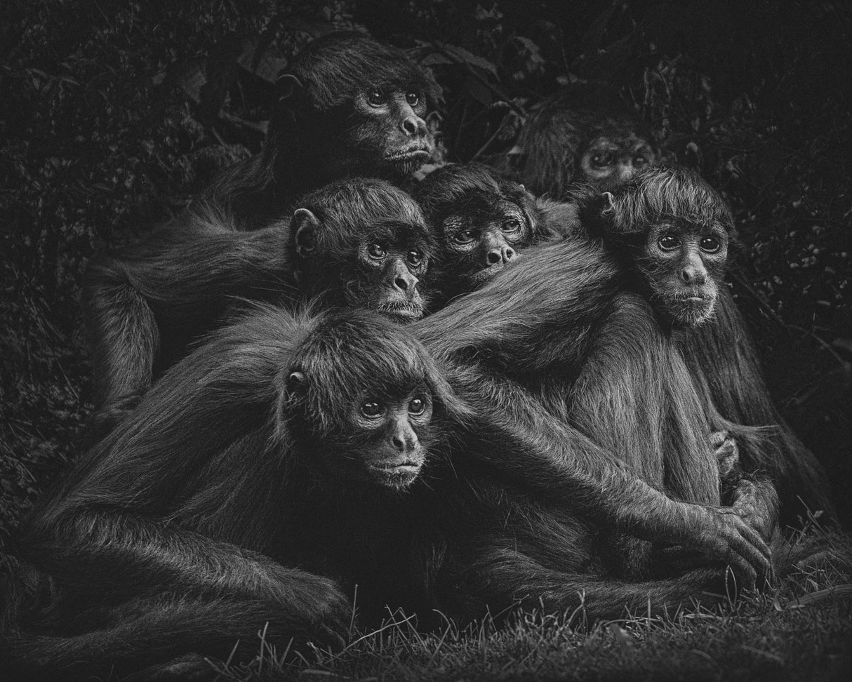 SPIDER MONKEYS VI Poster och Canvastavla