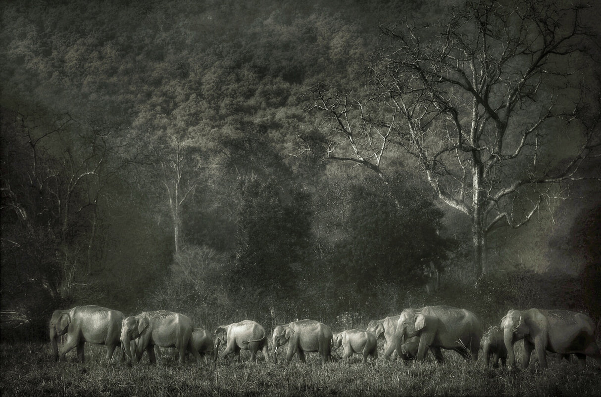 Elephant familiy Poster och Canvastavla