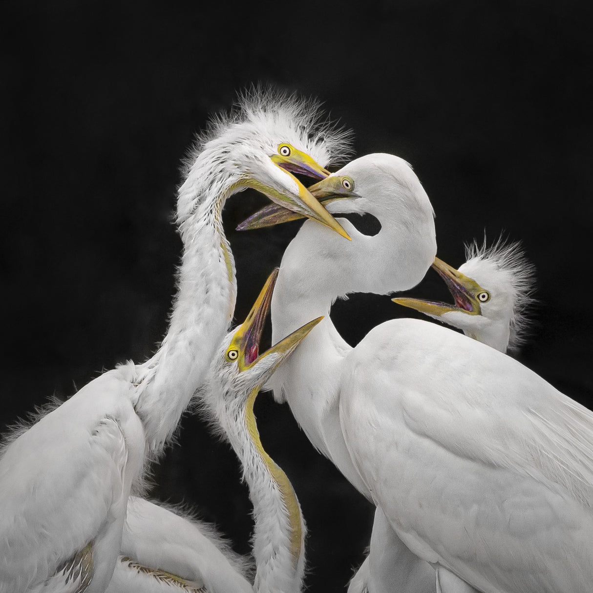 LOVE Poster och Canvastavla
