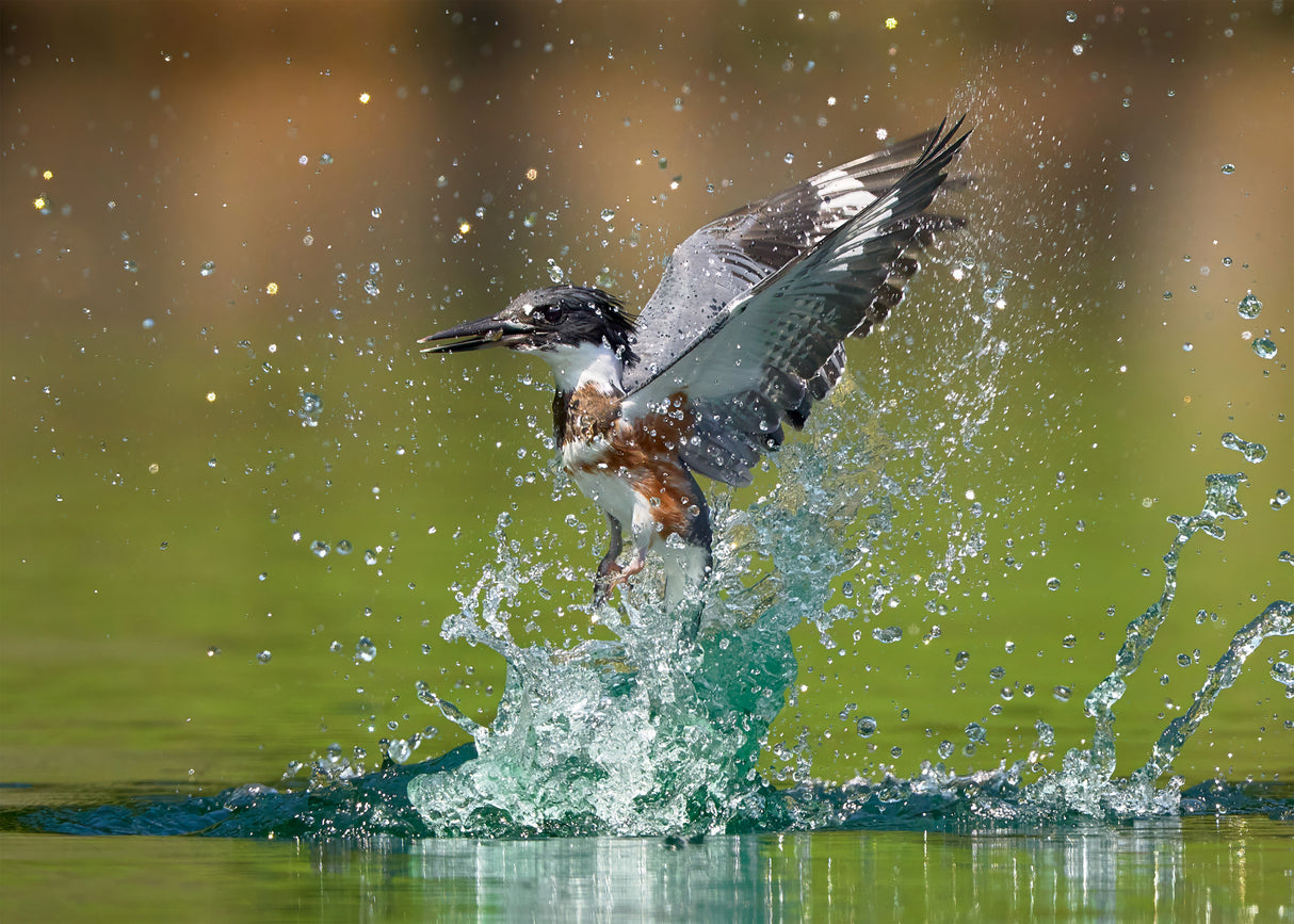 Water ballet Poster och Canvastavla