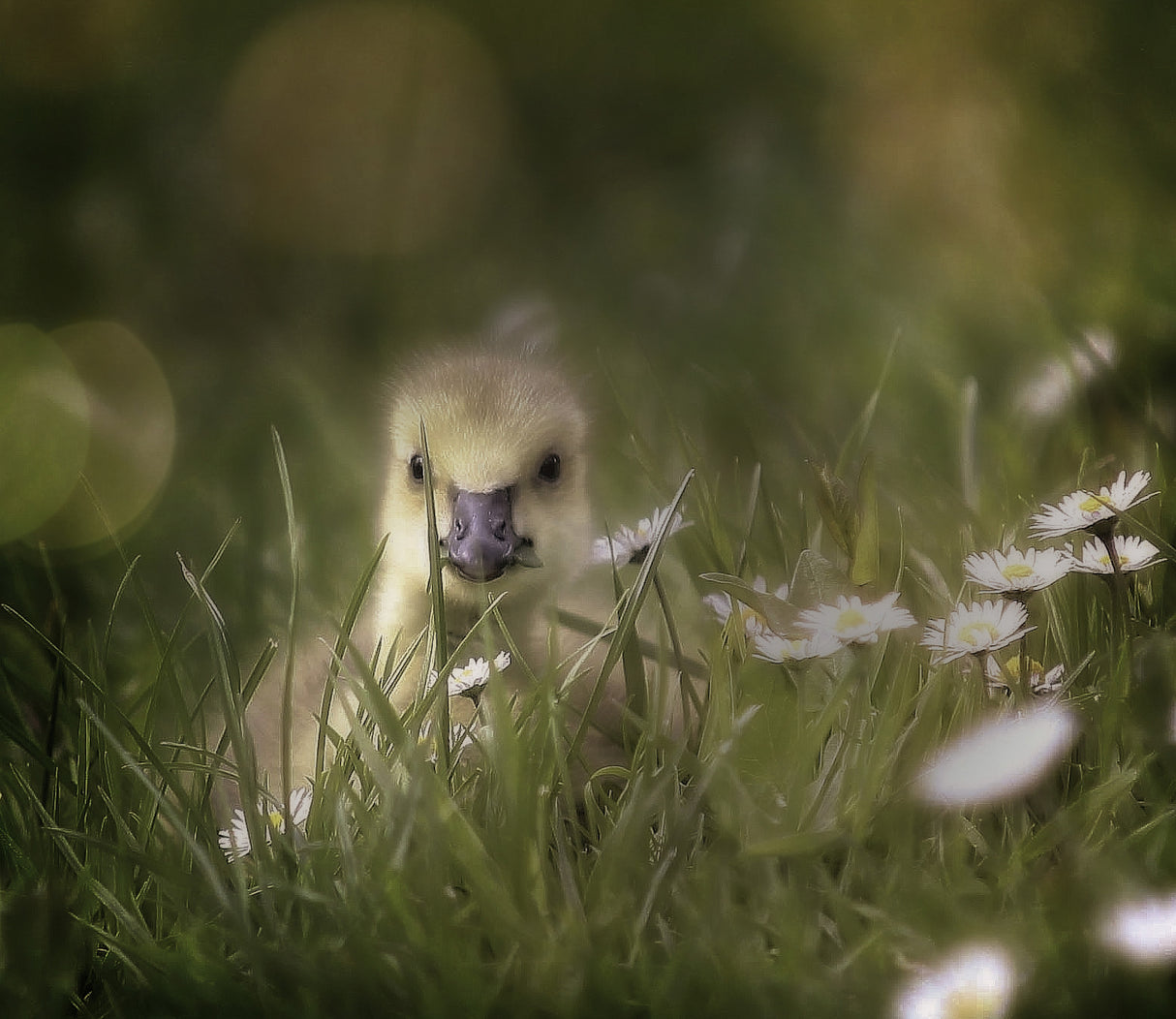 young goose Poster och Canvastavla