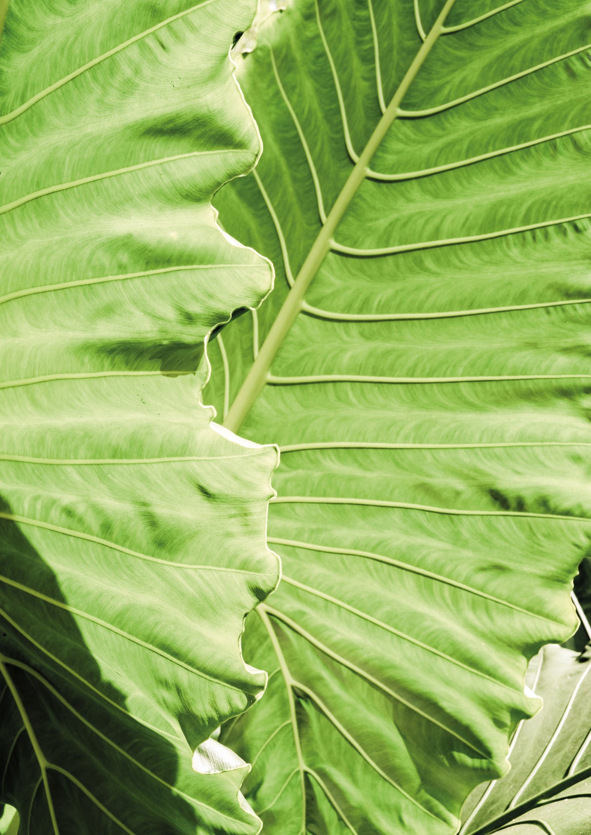 Elephants Ears Poster och Canvastavla