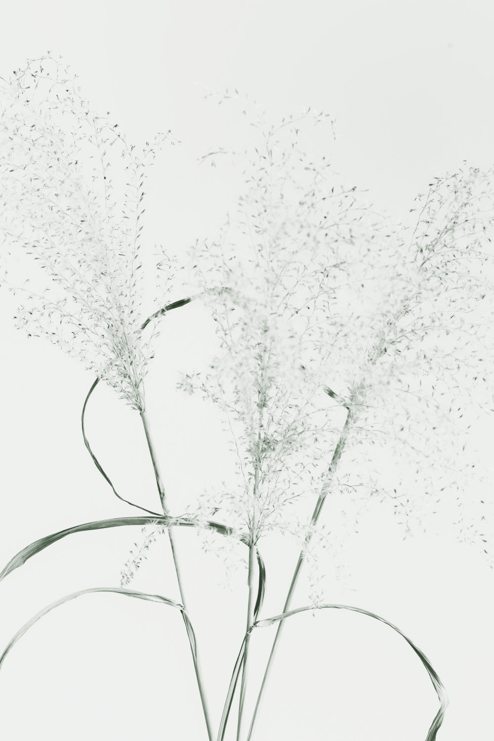 Dried Grass_green Poster och Canvastavla