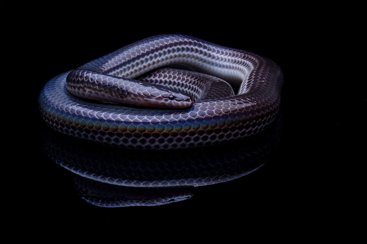 Rainbow Snake Poster och Canvastavla