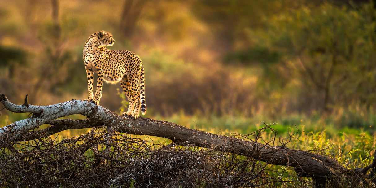 A cheetah standing on the dry tree Poster och Canvastavla