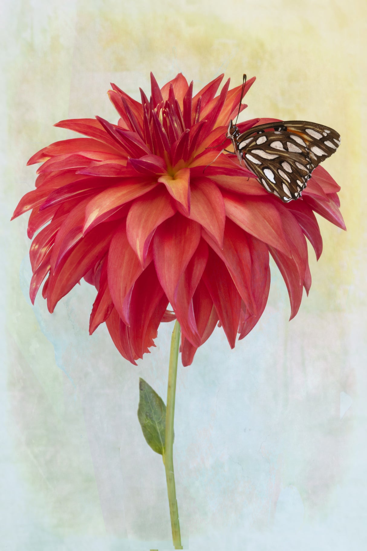 Dahlia Bloom and a Butterfly Poster och Canvastavla