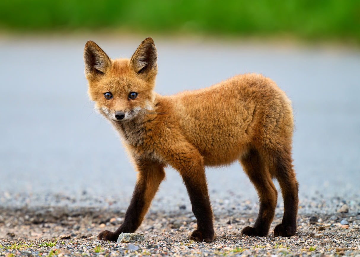 Red Fox Poster och Canvastavla