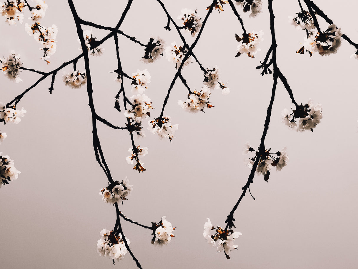 Minimalistic Branches Poster och Canvastavla