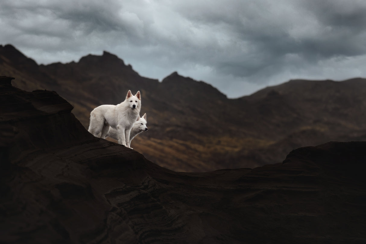 Dogs of Iceland Poster och Canvastavla