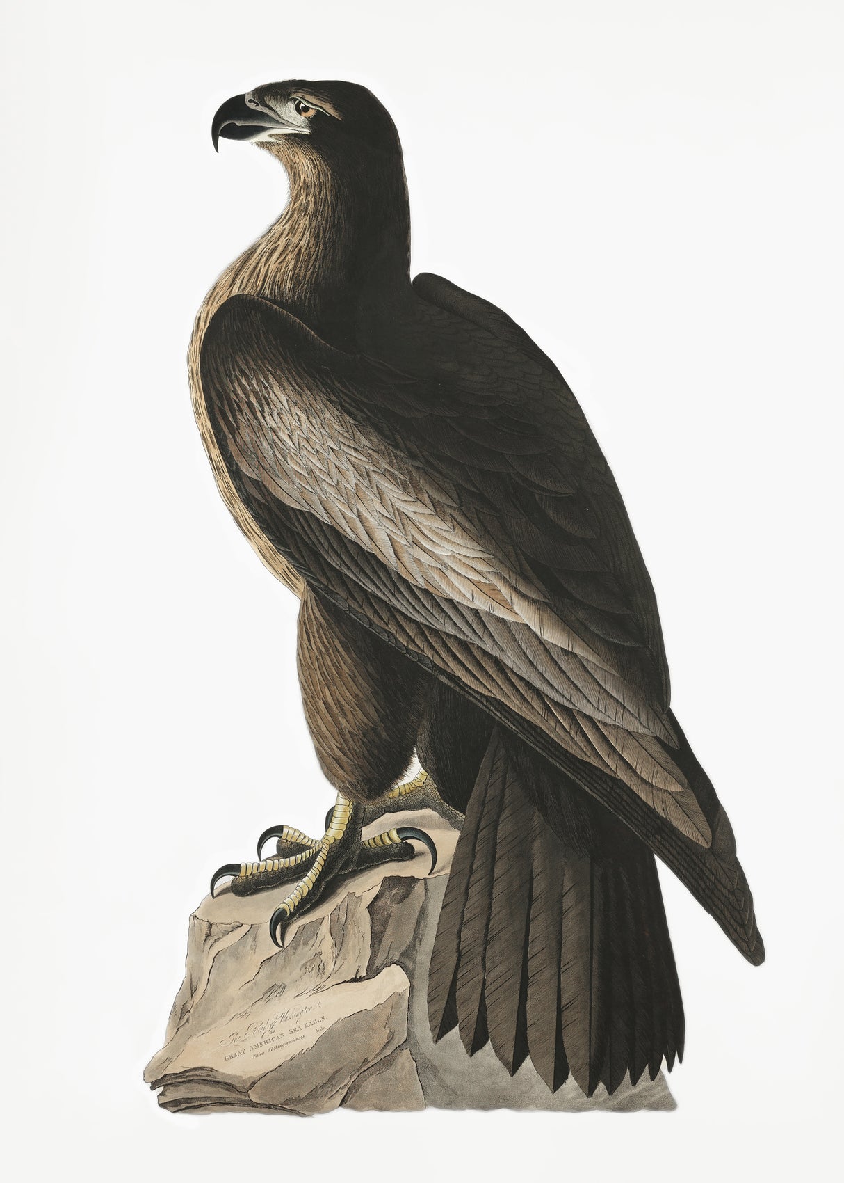 Great American Sea Eagle From Birds of America (1827) Poster och Canvastavla