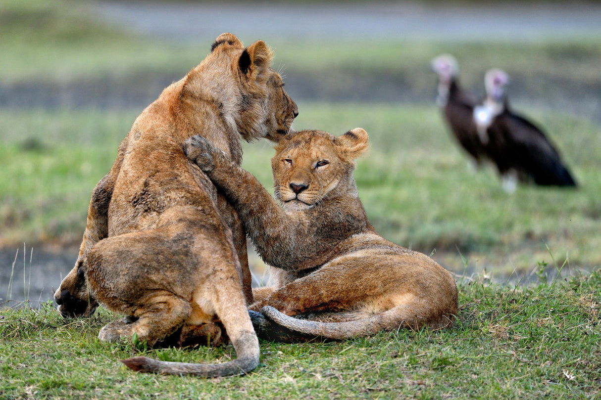 Youngs Lions - Serengeti Tanzania Poster och Canvastavla