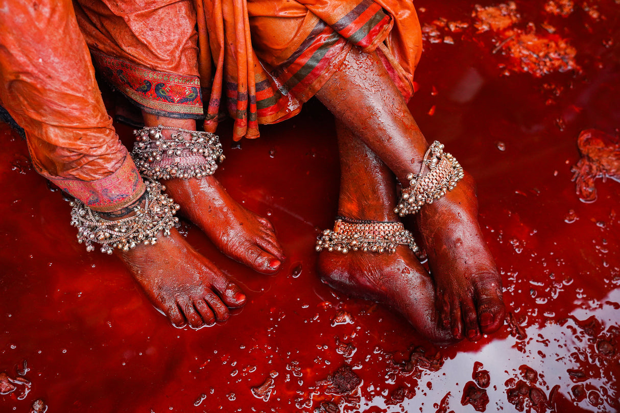 Cardinal Cadence Poster och Canvastavla