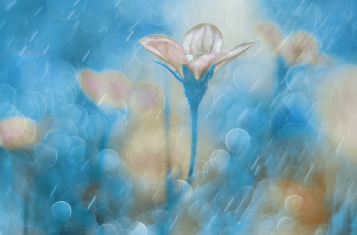 Singing in the Rain Poster och Canvastavla