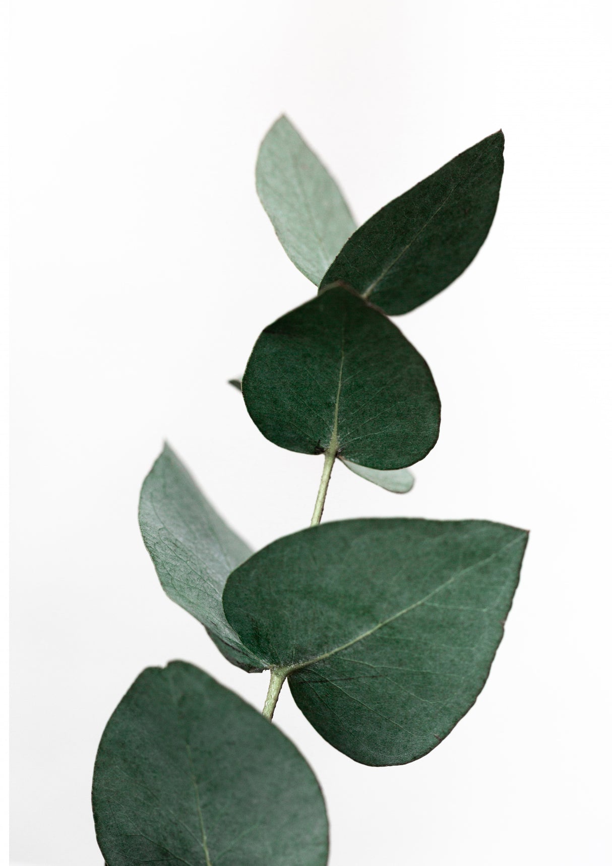 Eucalyptus 4 A1 Poster och Canvastavla