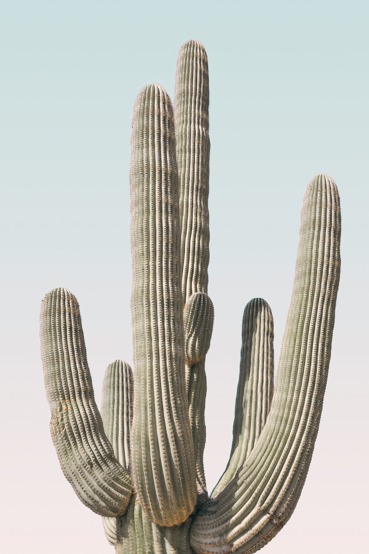 Saguaro Poster och Canvastavla