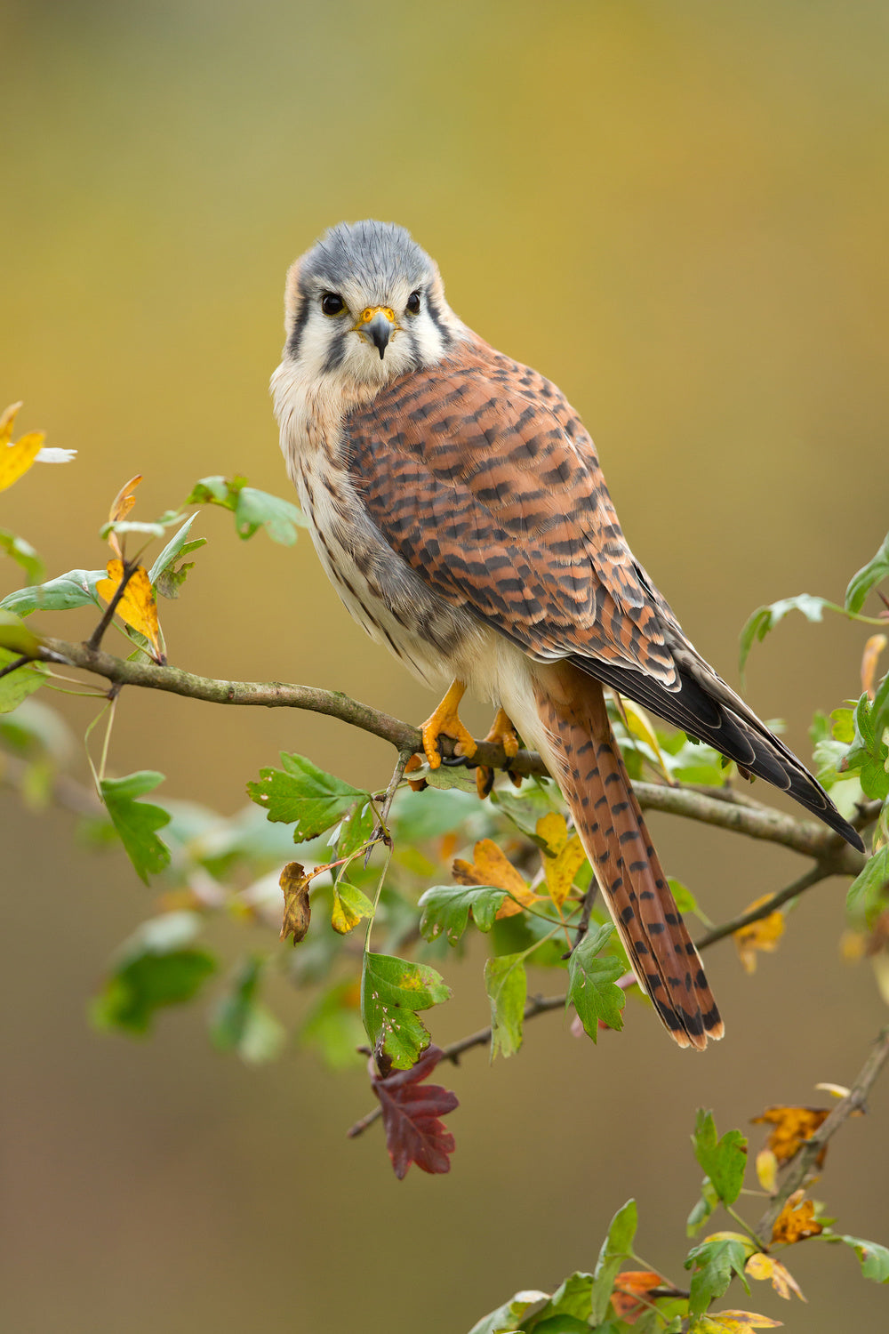 American kestrel Poster och Canvastavla