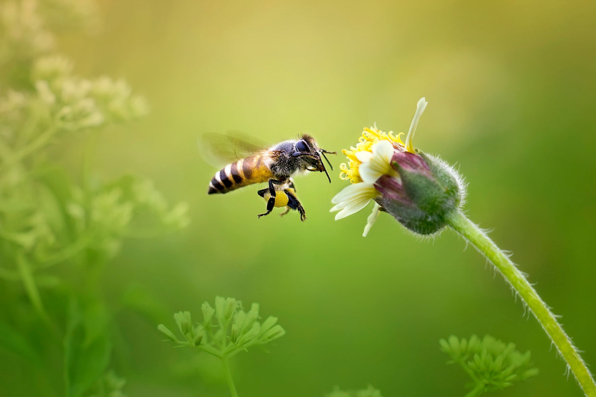 Honey Bee Poster och Canvastavla