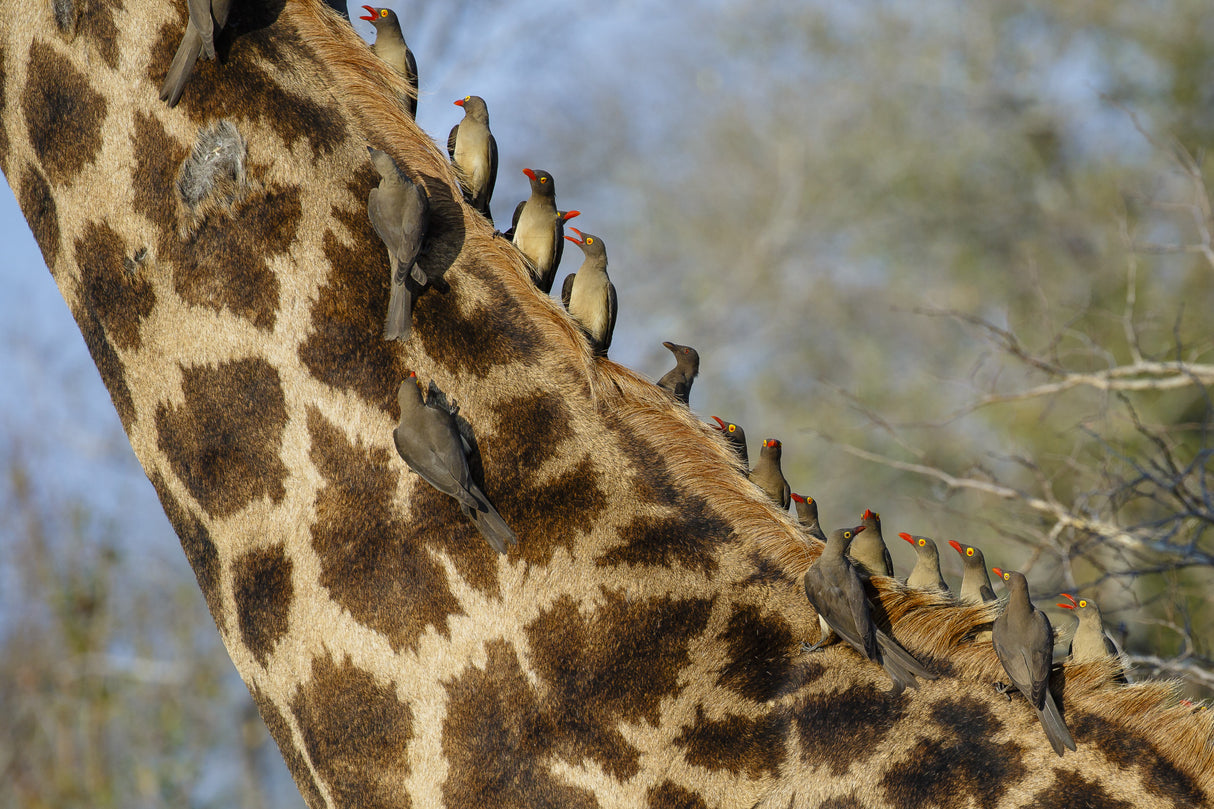 Yellow-billed oxpeckers Poster och Canvastavla