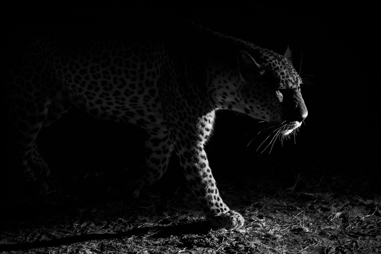 Leopard night hunt Poster och Canvastavla