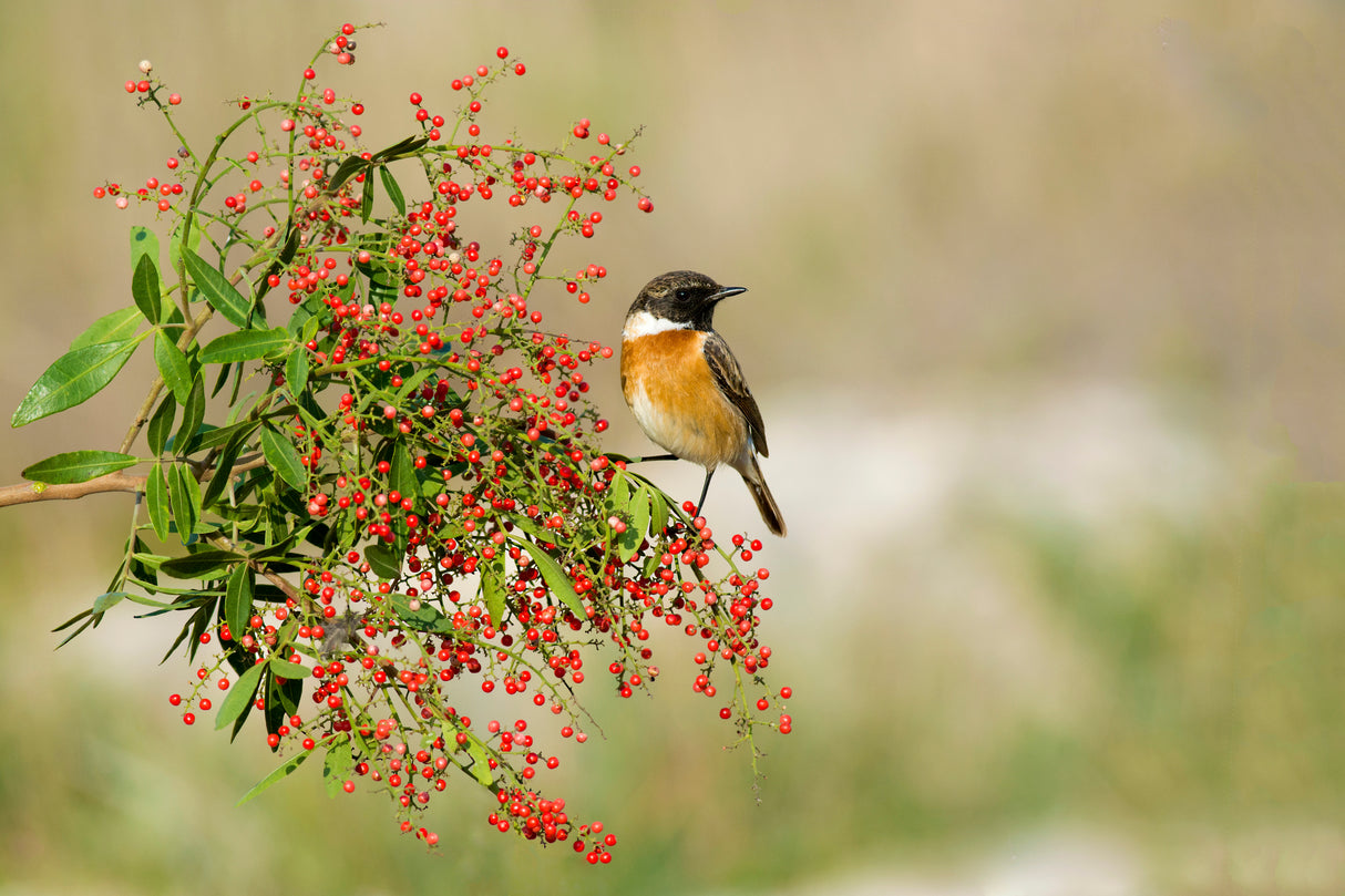 Saxicola rubicola Poster och Canvastavla