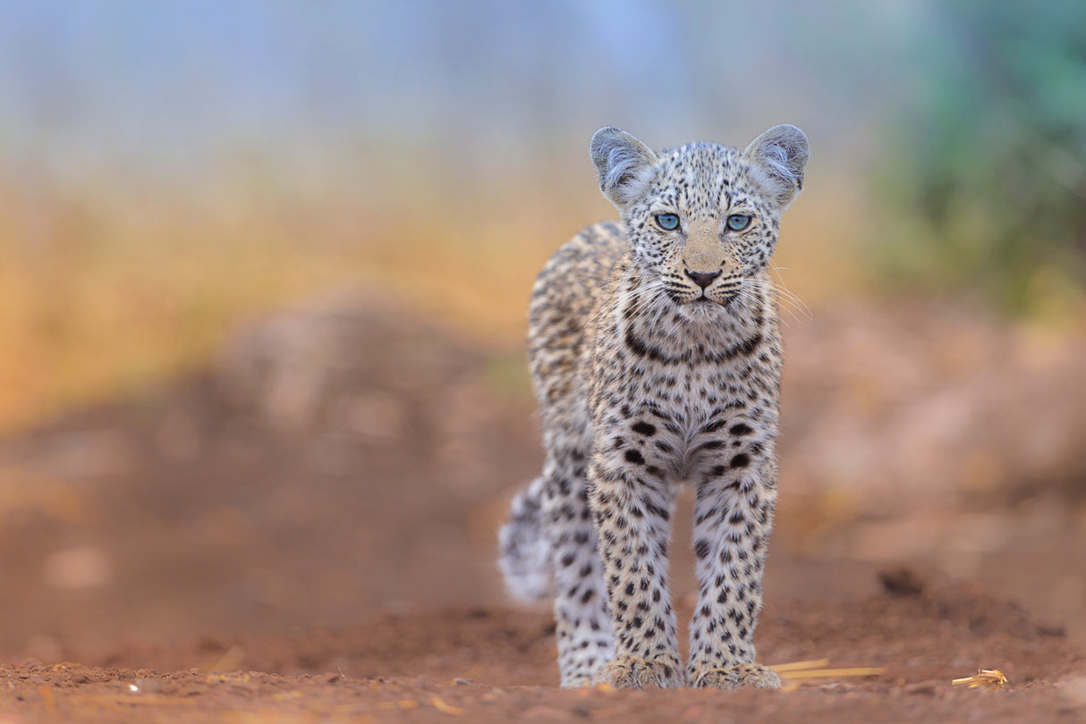 Baby Leopard with blue eyes Poster och Canvastavla