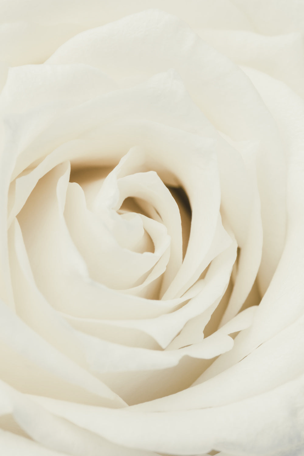 White Rose Poster och Canvastavla