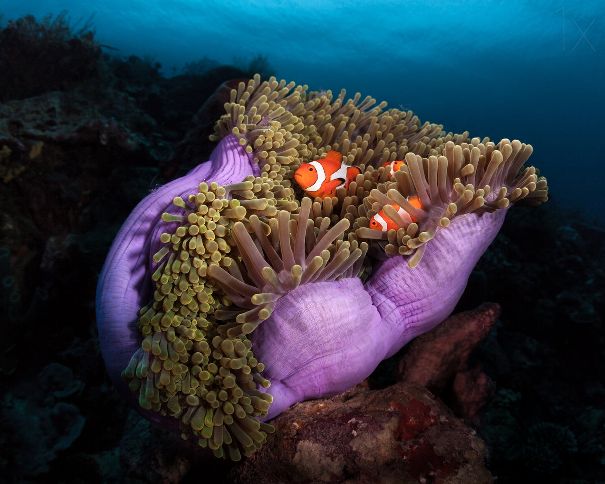 Clown Fish with Magnificent Anemone Poster och Canvastavla