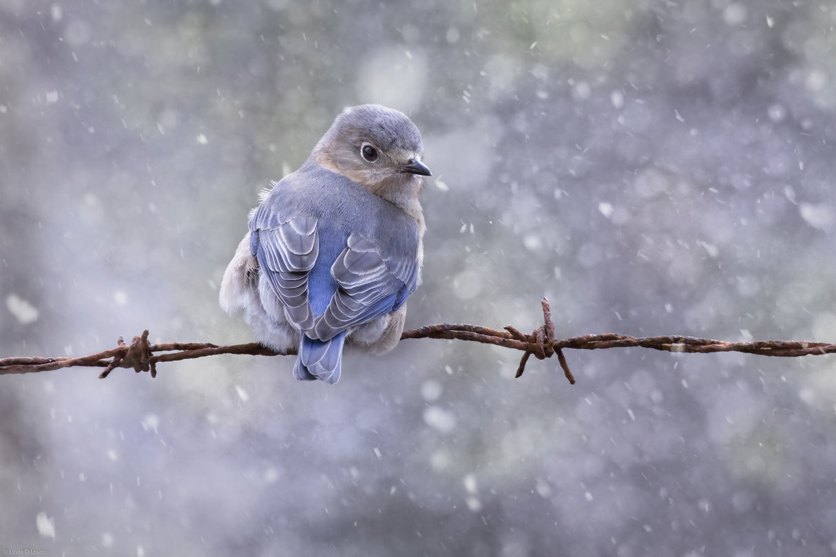 Eastern Bluebird Poster och Canvastavla