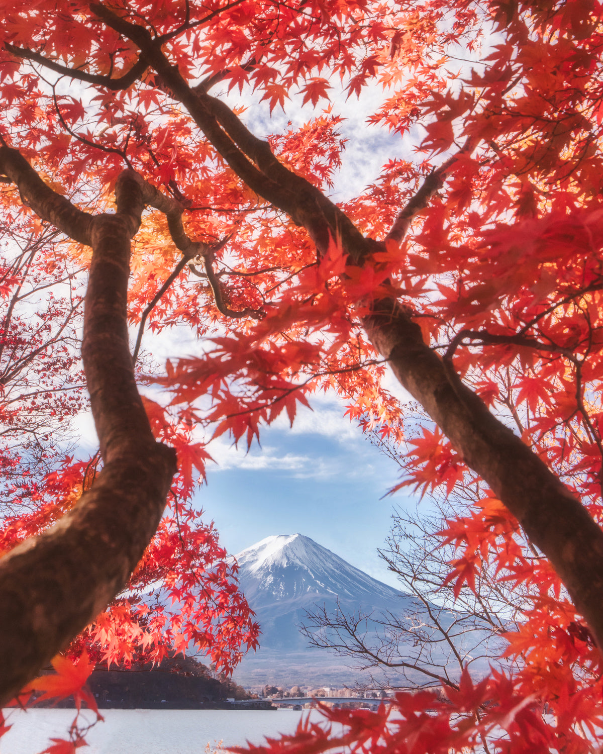 Mt.fuji is in the autumn leaves Poster och Canvastavla