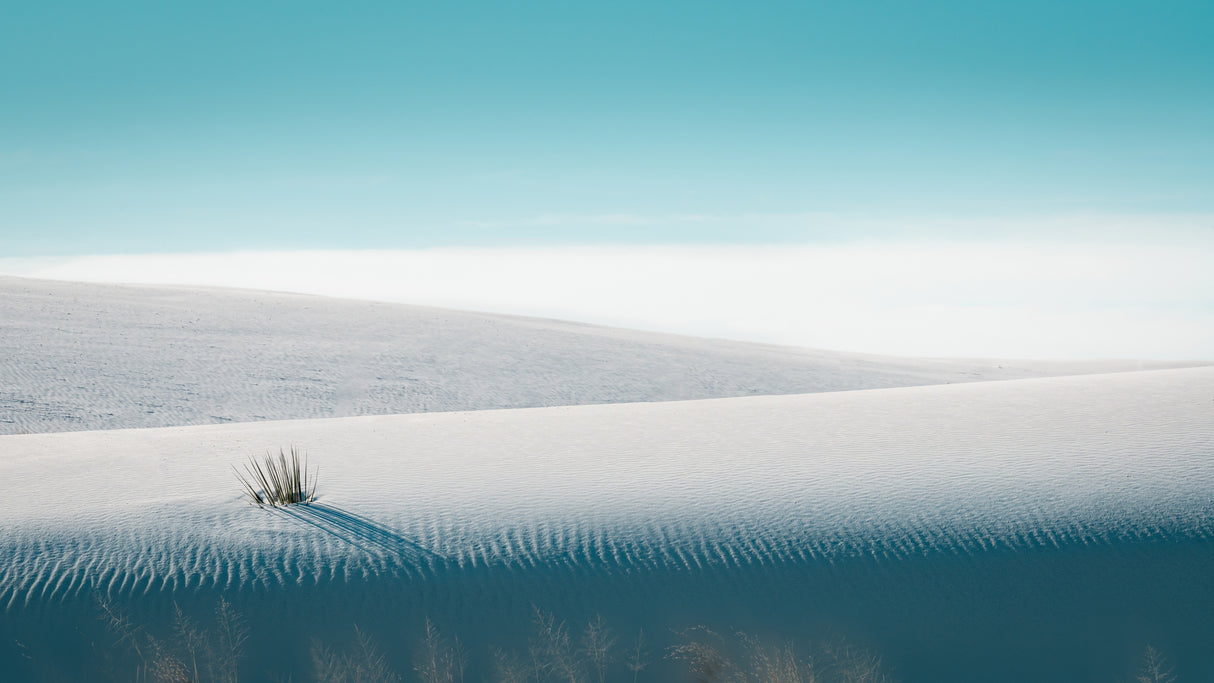 Growing in White Sands Poster och Canvastavla