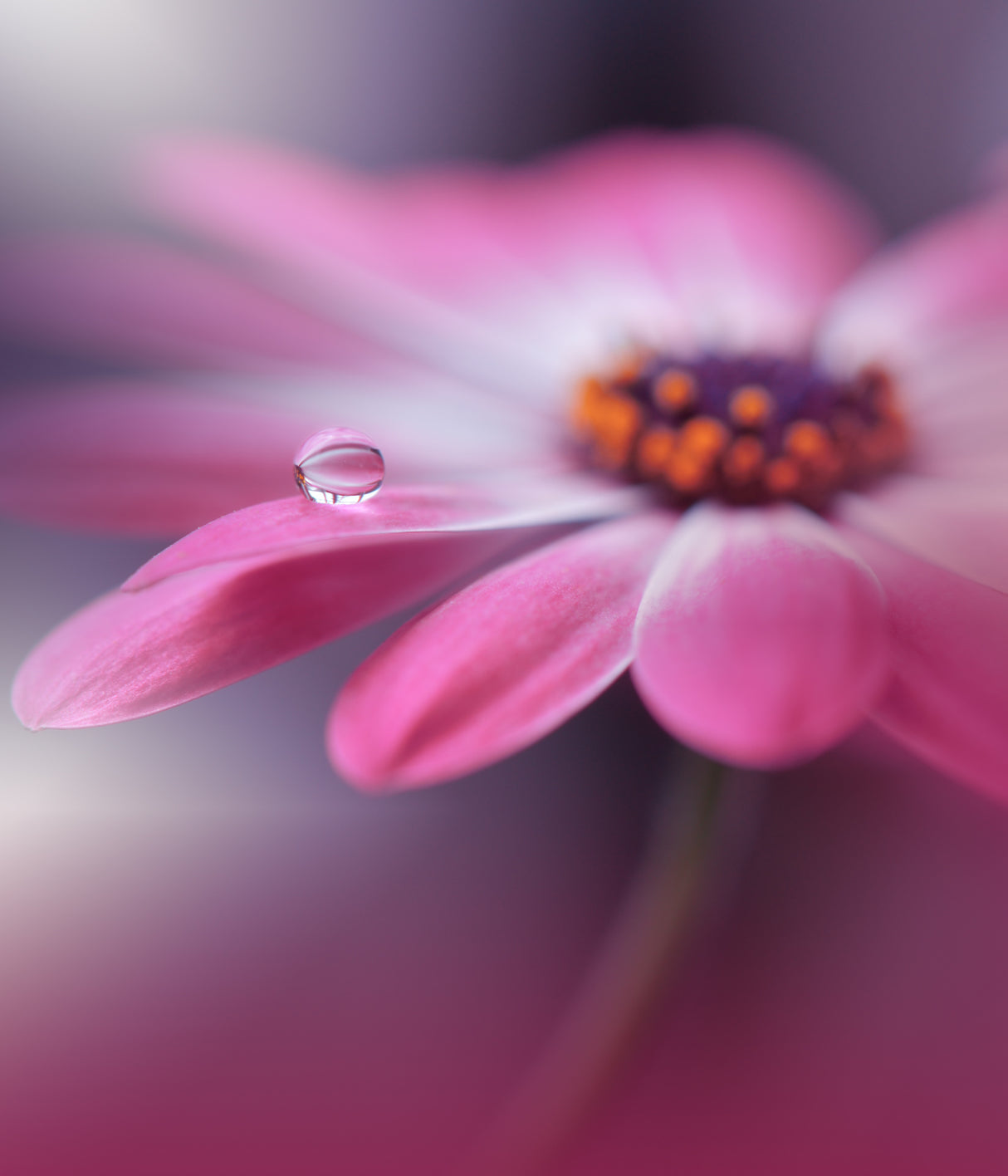 Echoes of Hope...III Poster och Canvastavla