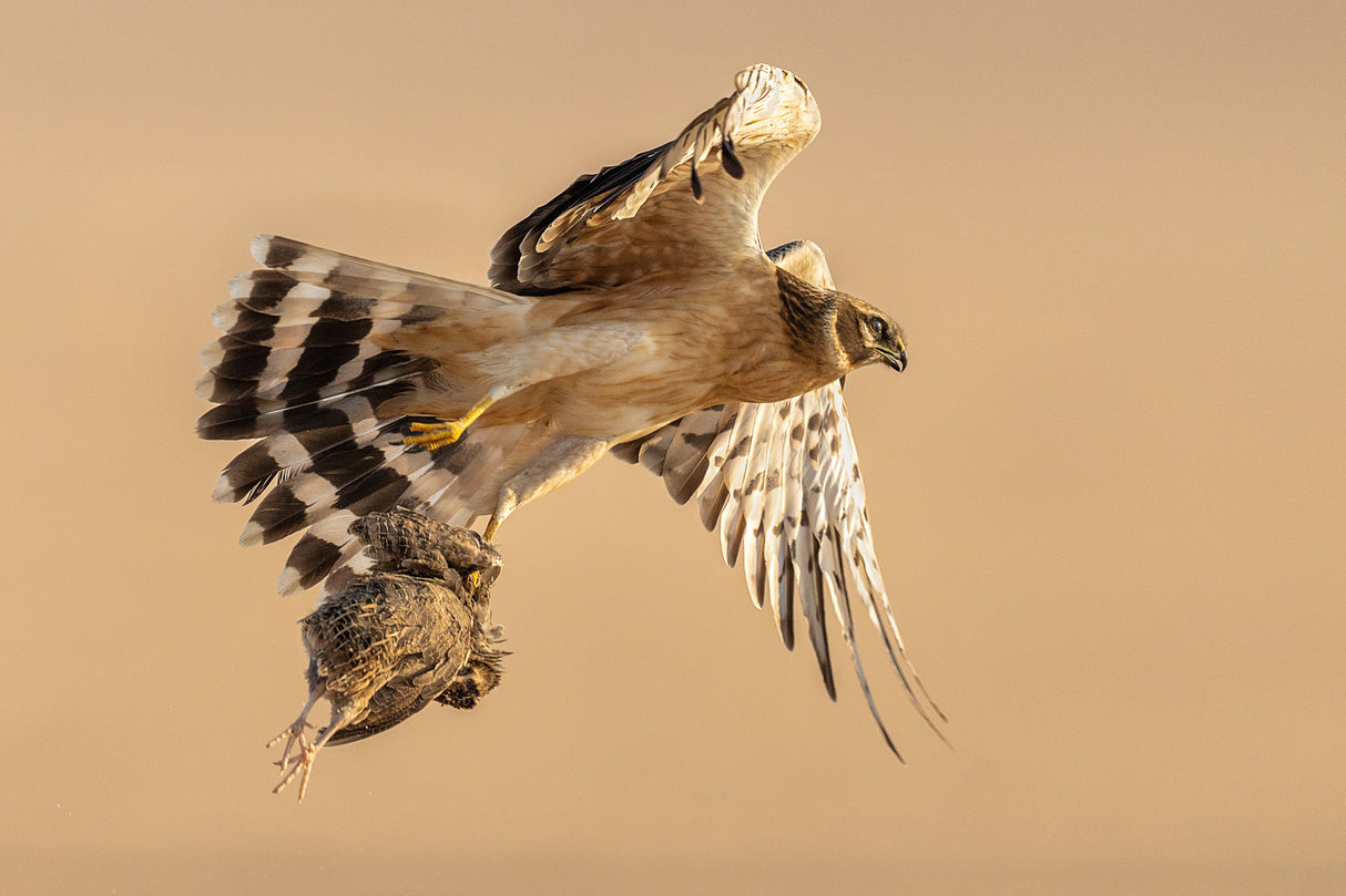 Pallid harrier Poster och Canvastavla