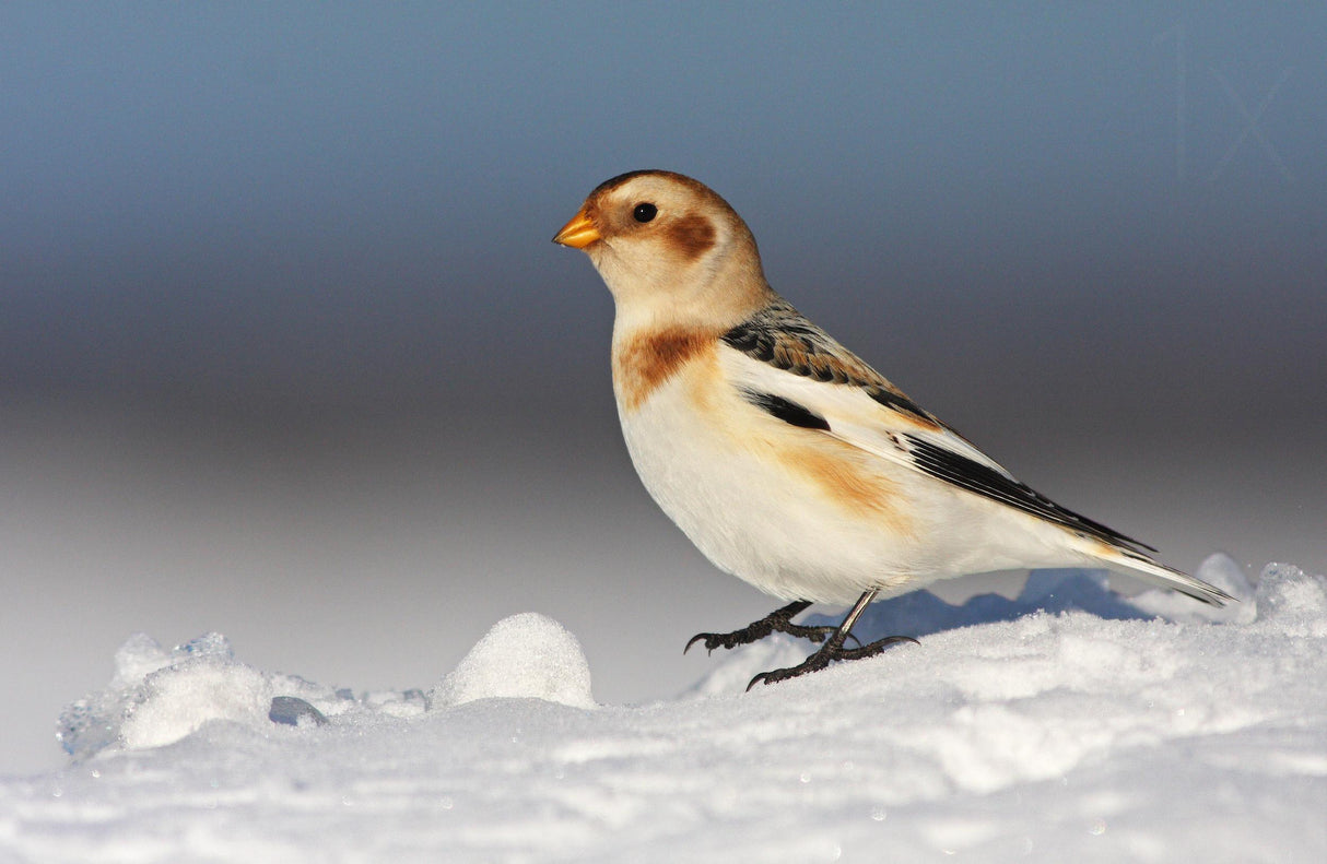 Snow Bunting (Plectrophenax nivalis) Poster och Canvastavla