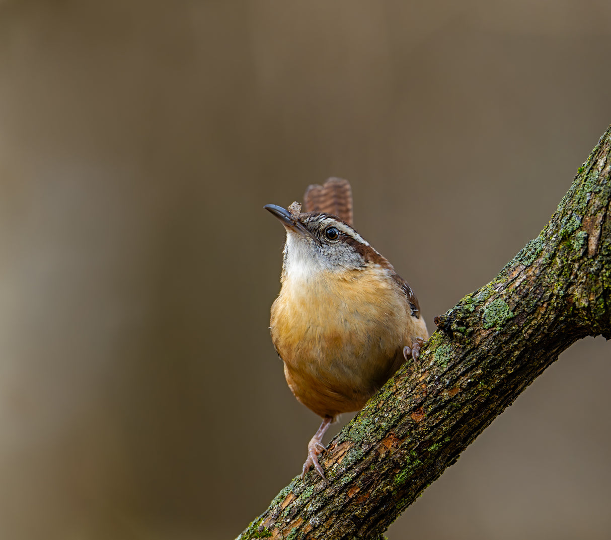 Carolina wren Poster och Canvastavla