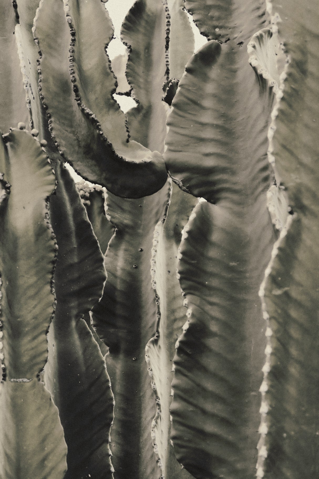 Cactus_002 Poster och Canvastavla