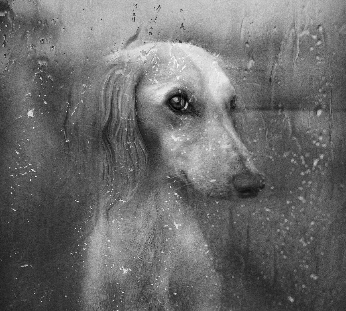 Autumn Poster och Canvastavla