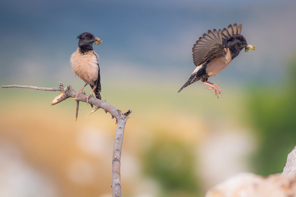 Rose starlings Poster och Canvastavla